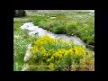 Valley of flowers, Beautiful video of valley of flowers, (Flowers and Landscapes)