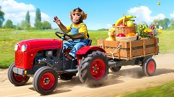 Monkey KiKo Drives a Tractor to Find the Missing Duckling, Unexpected Farm Adventure
