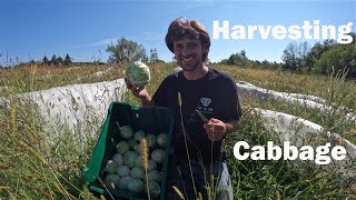 How to Harvest Cabbage