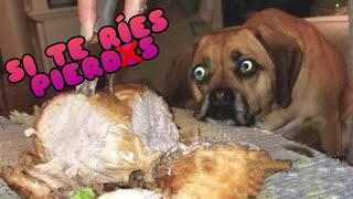 Try to NOT Laugh Challenge with Dogs and Cats  Funny Animals Videos Compilation