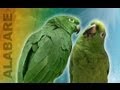 Loros cantan alabare! Cantando Alabare | Singing Bird Duo