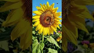 Save the bees| Meditation| Calm Music
