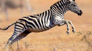 Zebra  Wildlife | The Most Relaxing Music With Ocean | Nature Relaxing | Meditation | Stress Relief screenshot 1