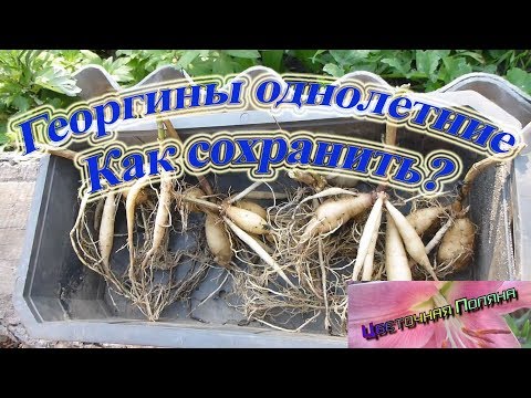 Георгины однолетние. Можно ли сохранить?