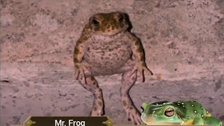 frog npc