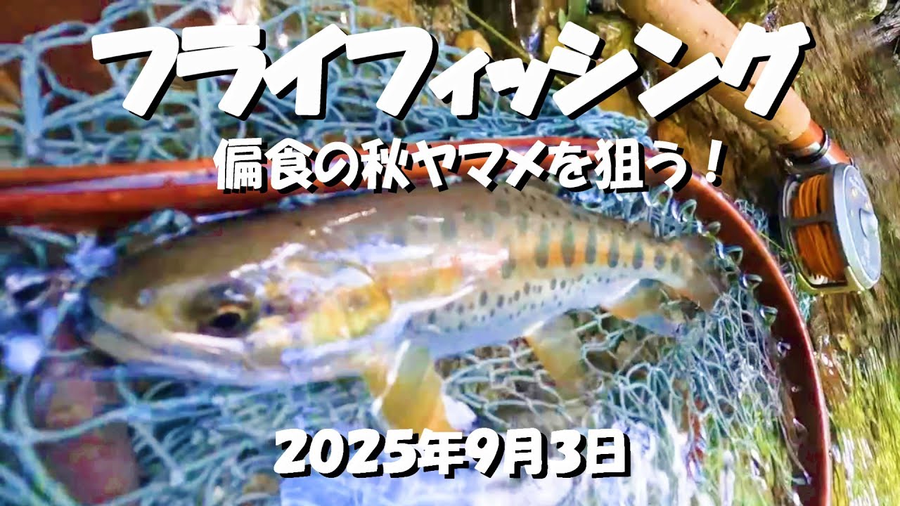 偏食の秋ヤマメを狙う！「あのフライ」しか食べません【フライフィッシング】2025年9月3日