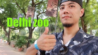 Delhi Zoo , White Tiger