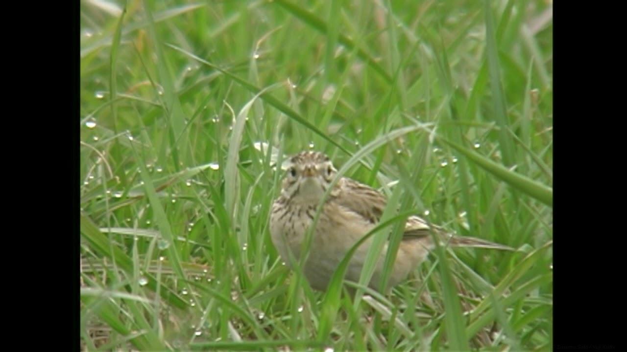 コマミジロタヒバリ（1）旅鳥（宮崎県・一ツ瀬川河口） - Blyth's pipit - Wild Bird - 野鳥 動画図鑑 
