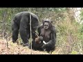 Let&#39;s get party started! by Fubuki  パーティを始めよう！フブキ　Chimpanzee  Tama Zoological Park