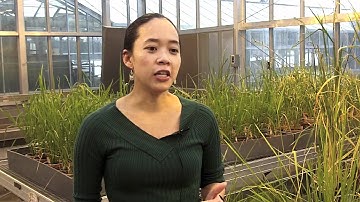 Susan McCouch is building a new rice breeding strategy with wild strains