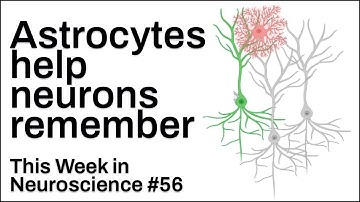 TWiN 56: Astrocytes help neurons remember