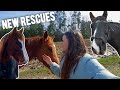 New horses and their first rides recent rescues