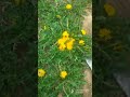 #viral natural food #very healthy#shorts#subscribe#
