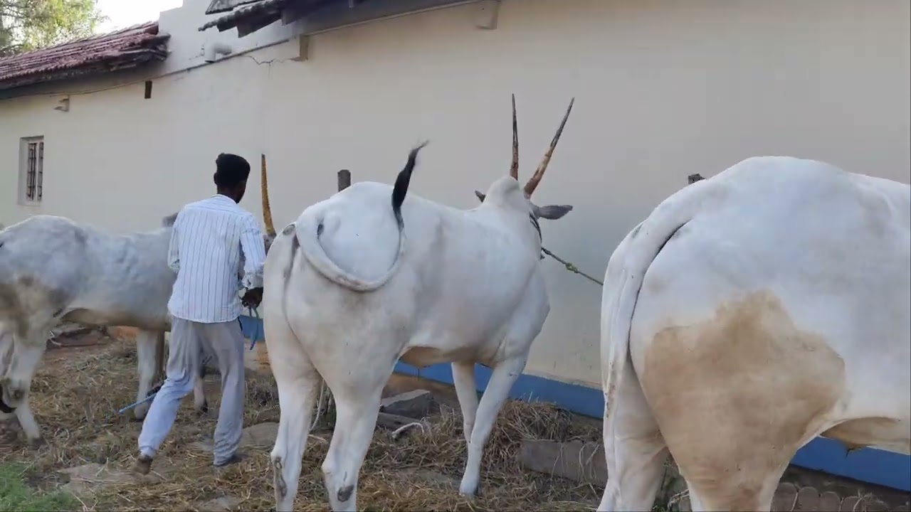 ಮೂಗೂರು ಬಂಡಿ ಜಾತ್ರೆ 6 ಹಲ್ಲು ಹೋರಿ ಕರುಗಳು 
