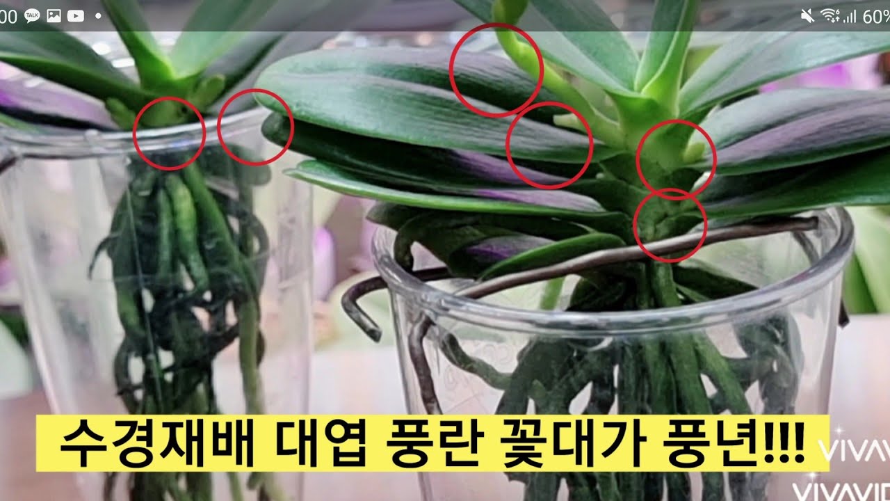 수경재배 대엽 풍란에 꽃대가 4개 !!!  대엽 풍란 화아분화 하는방법과 키우는 방법