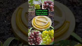 LOSEDA‼️ Lodong Sesa Dapur di kebun anggur #grape #organicfertilizer