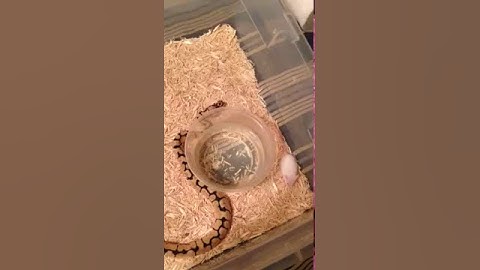 Female bumblebee ball python eating hopper