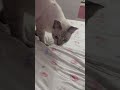MasihGelapSudahMemaggilDia Kono KucingManja Shortvideo Catlover 