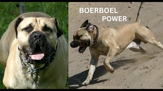 BOERBOEL Yzer  very powerful but athletic dog