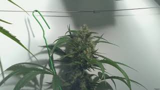 Liberty Haze Full Time Lapse Zero 1 Camera