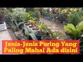 Download Lagu Jenis Bunga Puring yang TerMahal