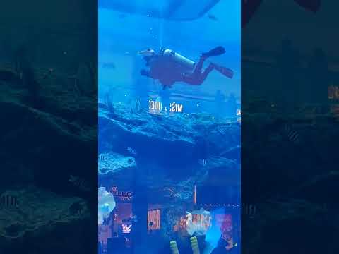 Underwater zoo Dubai Mall #dubai #viral #youtube