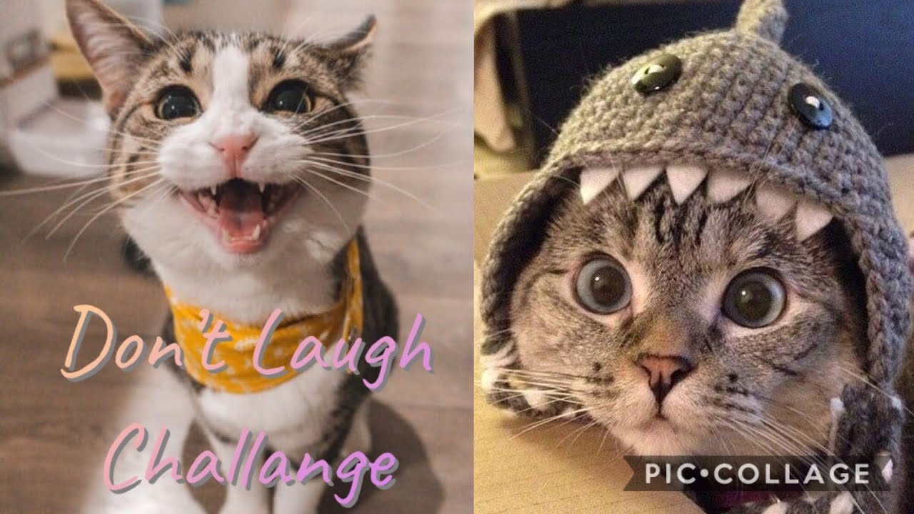 Funny Cats Cute Funny Animal Tik Tok 2020 Compilation 4 Cats Vs