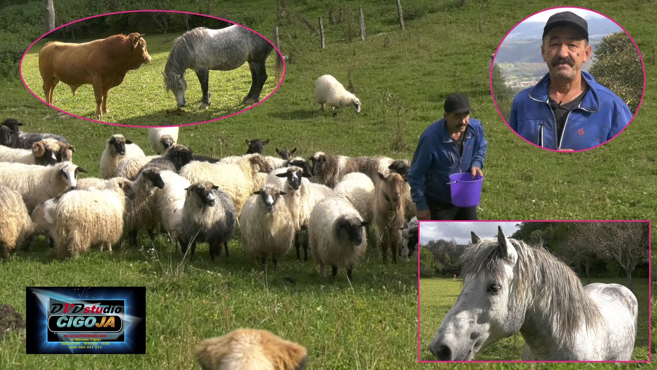 - FENOMEN OD ČOVJEKA DRŽI OVCE, KRAVE, BIKOVE, SVINJE, KONJA I KOKOŠI, A ŽIVI SAM