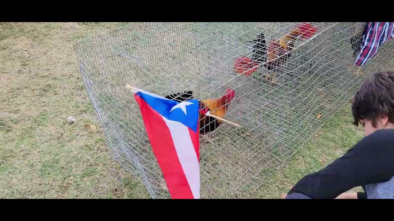 Puerto Rico Cockfighting Schedule 2024 Tickets Puerto Rico Cockfighting Schedule 2024 Tickets