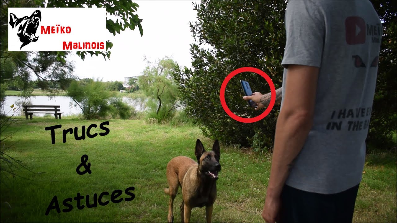 Astuce pour éduquer son Chien à l'aide d'un Portable