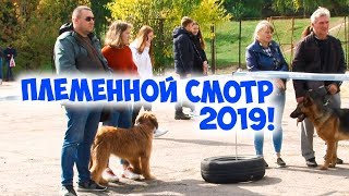 ПЛЕМІННИЙ ОГЛЯД | ПЛЕМЕННОЙ СМОТР 2019!