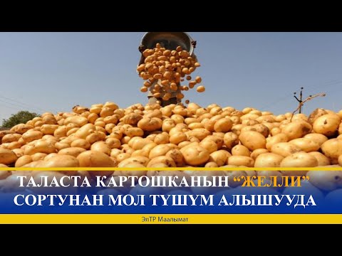 Video: Биз картошканын экинчи түшүмүн өстүрөбүз