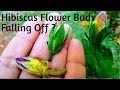 Buds falling in hibiscus how to cure bud falling before blooming