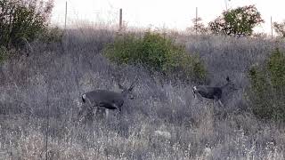 Cool double main beam freak buck in the rut