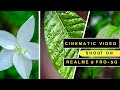 C I N E M A T I C  V I D E O ||mobile videography ||#realme9proplus5g #realme #nikonz30 #trending