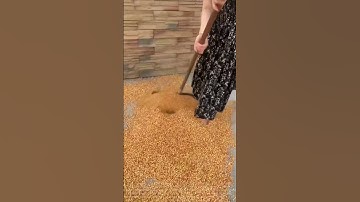 Smart grain transfer: from the yard to the underground storage