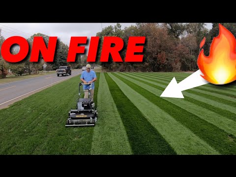 LAWN STRIPES that will BLIND you! REEL LOW / REEL MOWING