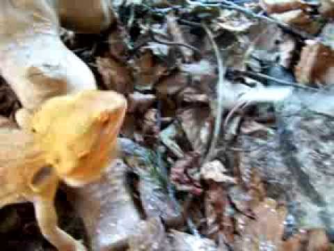 lizard skin grips Feeding my Bearded dragon hoppers