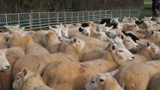 Ewe lambs put to the tup Performancelleyns.co.uk
