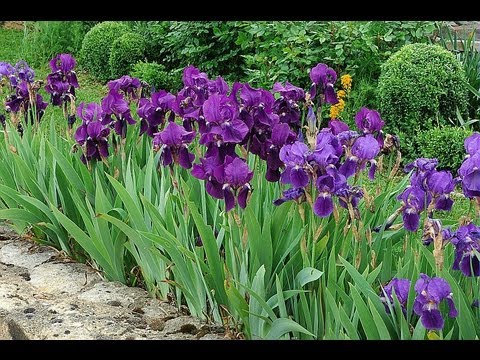 Vidéo: Evergreen Iris Care - Conseils sur la culture d'un iris à feuilles persistantes