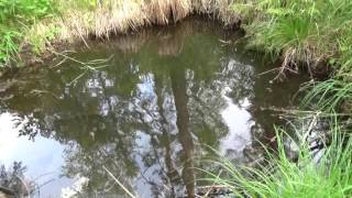 Поиск золотых самородков! По золотоносным ручьям! Часть 3 - Шурф!!!In the gold-bearing creeks!Pit! Поиск золотых самородков! По золотоносным ручьям! Часть 3 - Шурф!!!In the gold-bearing creeks!Pit!