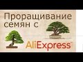 Опыт проращивания семян с Али-Экспресс. Бонсай. Советы при покупке товаров