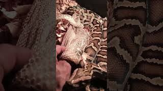 Celebrity BURMESE Python handling and Care Wealth