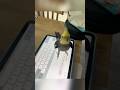This parrot is learning to type on a computer. #parrot #birds #parrots #pets #shorts