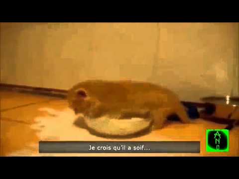 Video: Ertrinken (beinahe Ertrinken) Bei Katzen