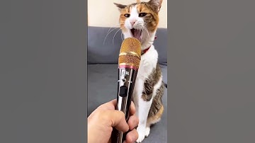 Thumbnail of meow 😼 #cat #pussycat #kitty #catlover #catvideos #cute #angry #shortvideo#shorts#trending#ytshorts
