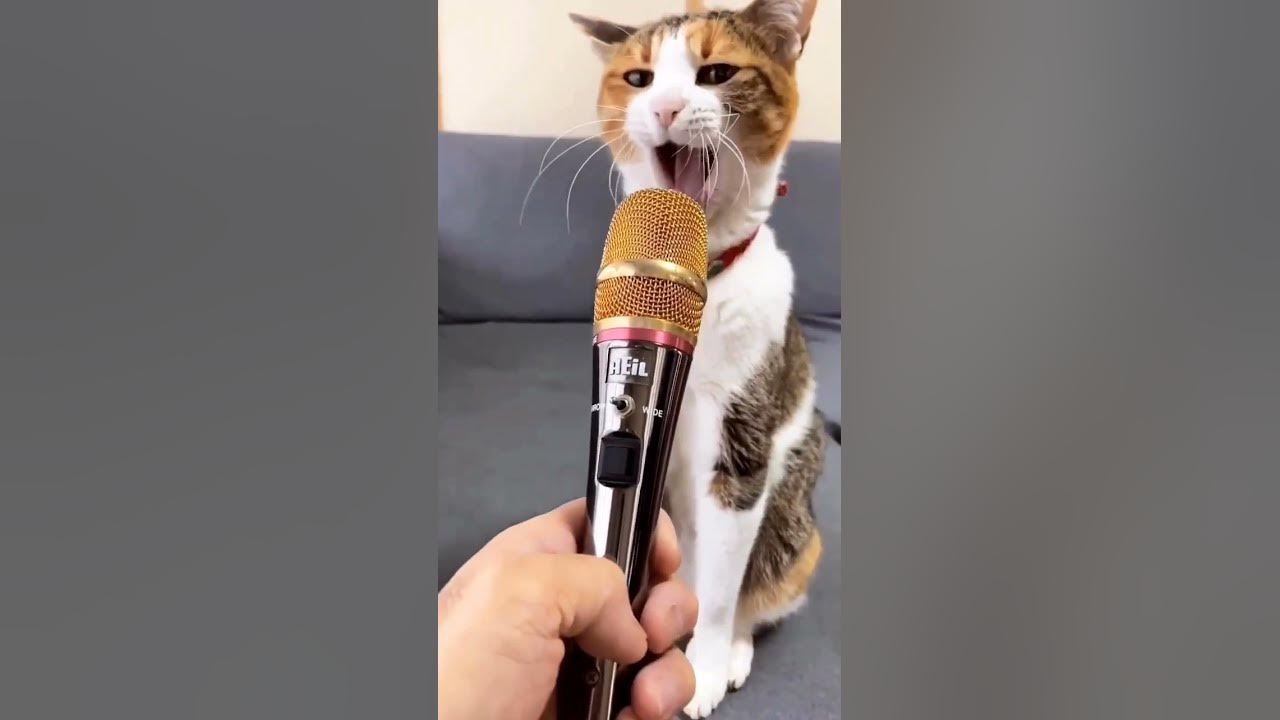 meow 😼 #cat #pussycat #kitty #catlover #catvideos #cute #angry #shortvideo#shorts#trending#ytshorts