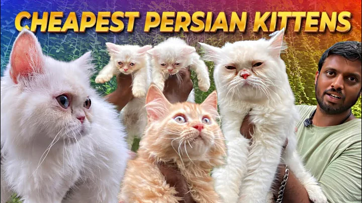 Watch the video about 💥Only ₹3999 😱 | Triple Coated Persian Kittens Chennai | Cat Lovers Must Watch 🐱 #persiancats #pets