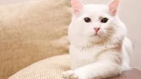 Video 4579561: turkish angora cat, turkish angora playing