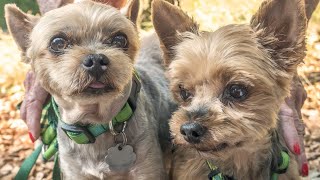 The Fascinating Obsession of Yorkies with Mirror Reflections